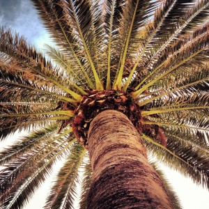 palmtree glenelg promenade