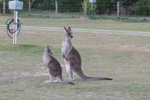 kangaroo duel patrol