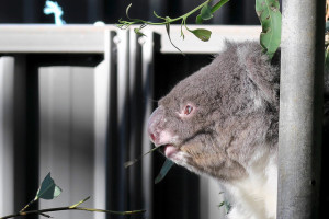 Koala East coast Australia