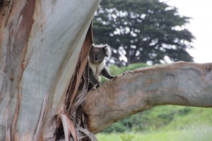 koala @Cape Otway (3)