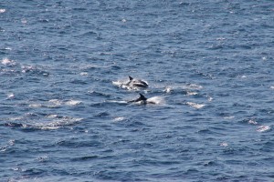 dolfphins at the entrance of sydney harbour 2
